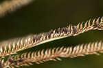 Saltmarsh fingergrass